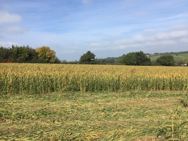 Gautier SA — champs de millet