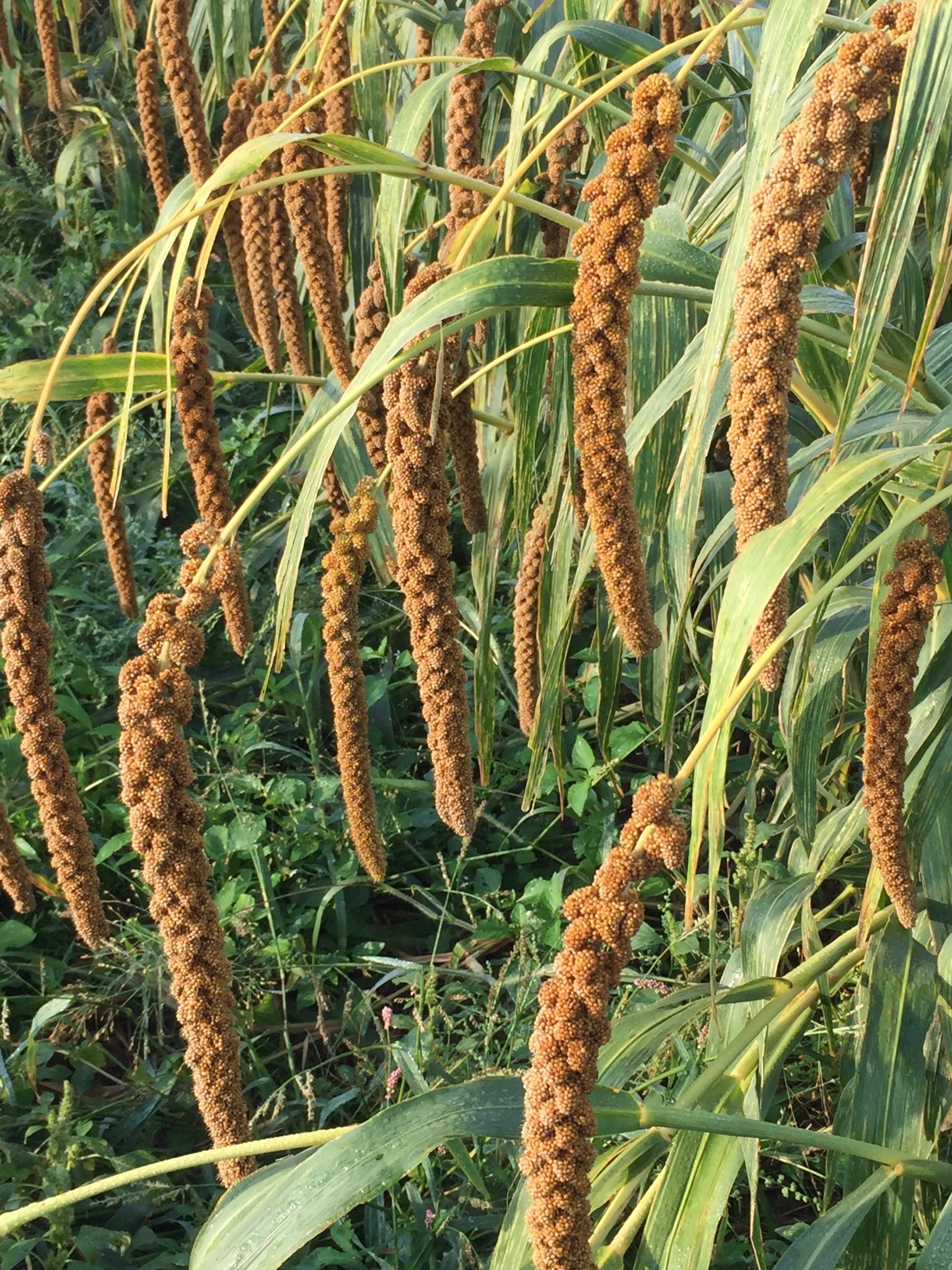 Know-how from father to son