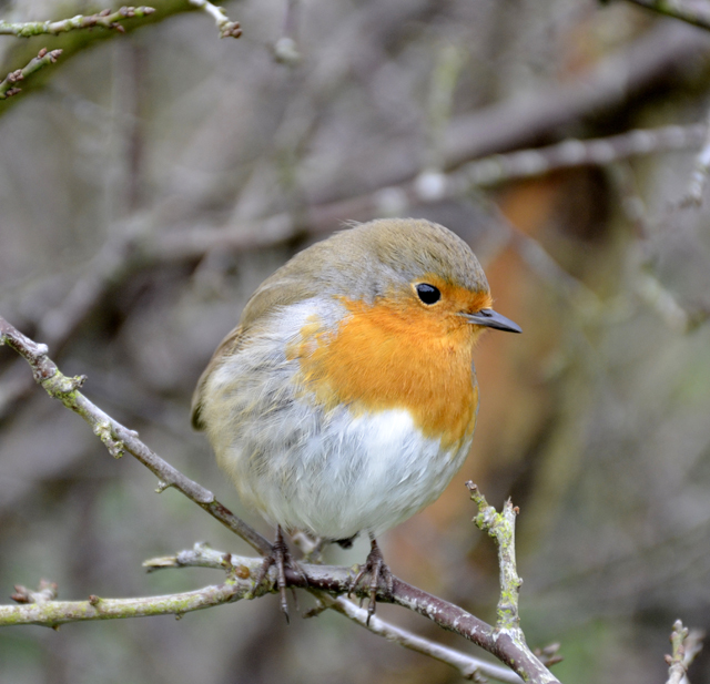 The great pleasure of birds